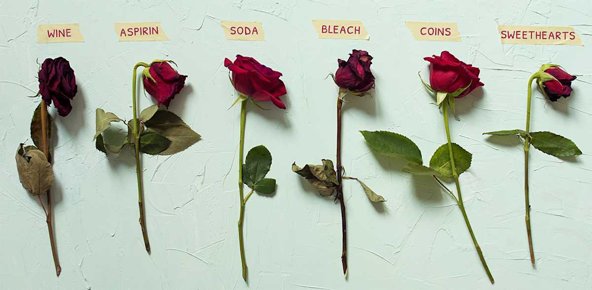 We Tried 7 Ways To Keep Roses Fresh To Find Out What Worked The Best we-tried-7-ways-to-keep-roses-fresh-to-find-out-what-worked-the-best