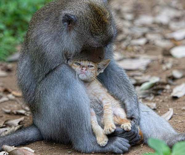 monkey-love-kitten-2