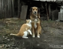 cat-dog-cuddle-2