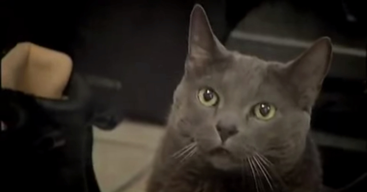 He Fell Into A Diabetic Coma But What His Cat Did Next I M In Tears Littlethings Com