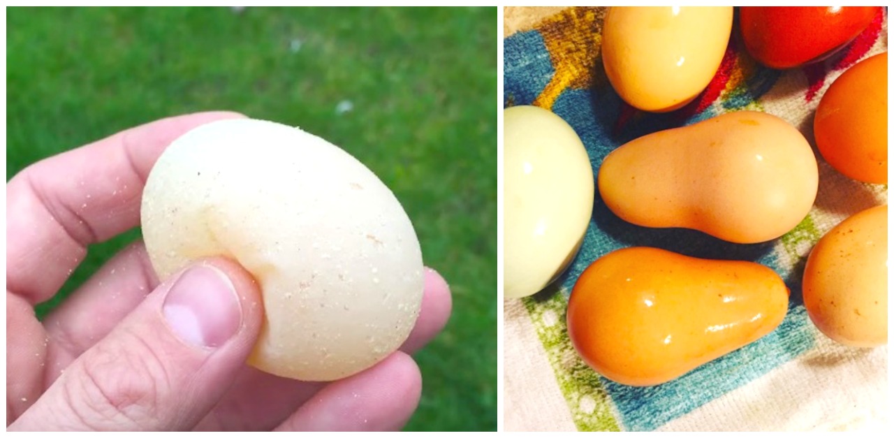 12 Weird Egg Shapes And Sizes Chickens Can Lay