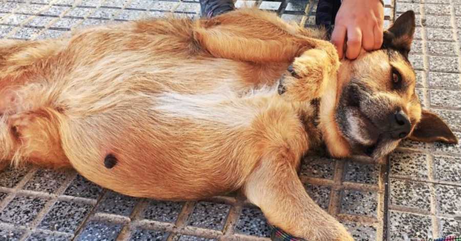 Abandoned Dog Found With Watermelon Sized Stomach Tumor