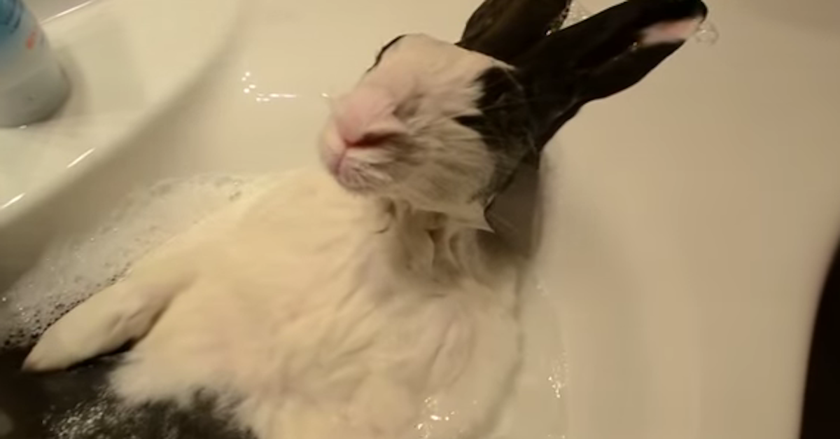 This Little Rabbit's Reaction To His Sink Bath Will Melt Your Heart! Hilarious!