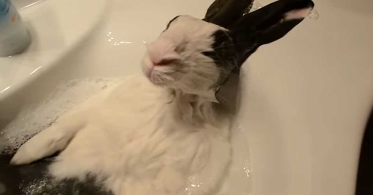 This Little Rabbit's Reaction To His Sink Bath Will Melt Your Heart ...