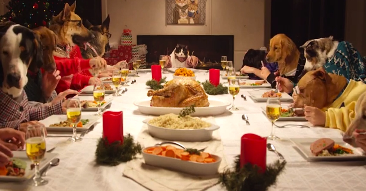 She Treated Her 13 Dogs and 1 Cat To A Holiday Dinner. Seconds Later