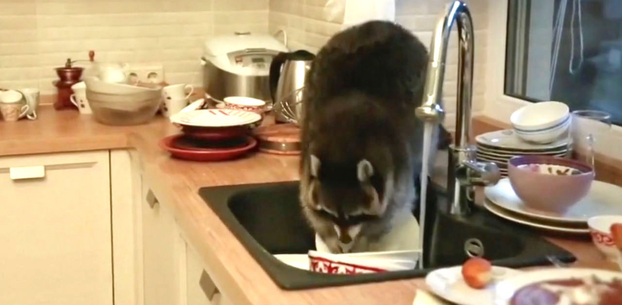 Family catches raccoon doing dishes in their kitchen  littlethingscom