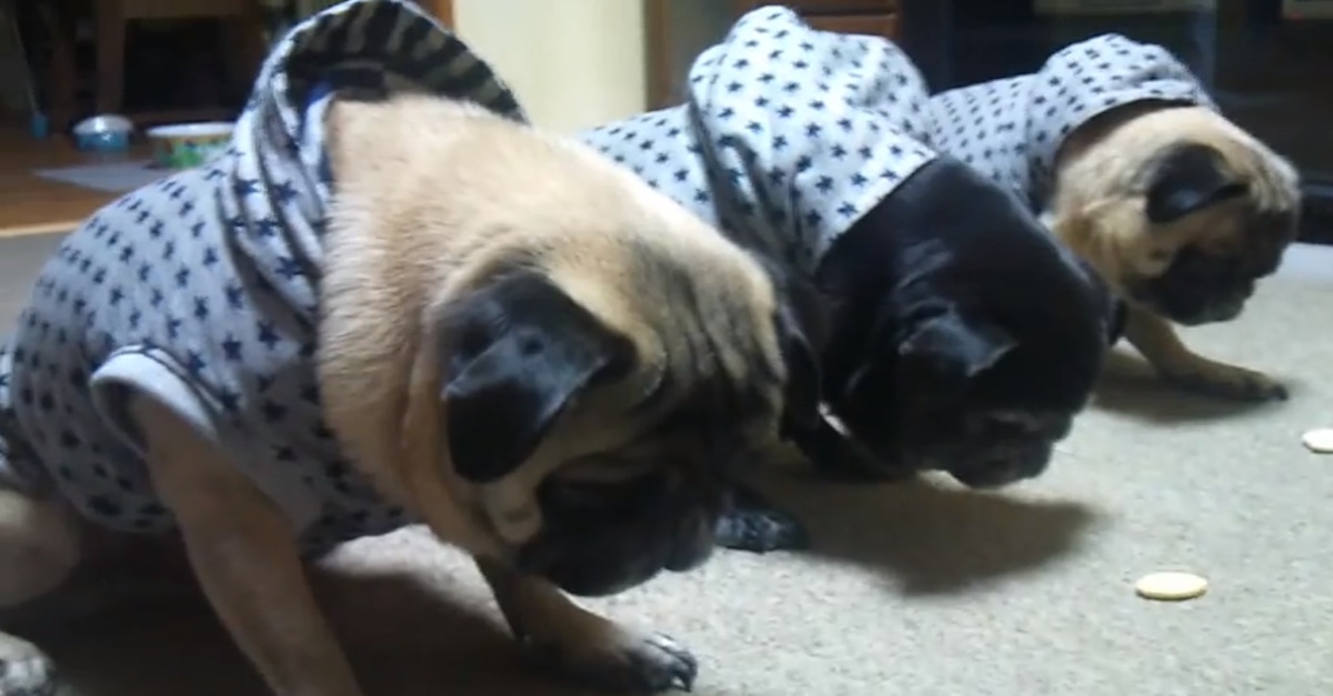 WOW, These Pugs Are EXTREMELY Well Behaved I Can Barely Get My Dog To Stay!!!