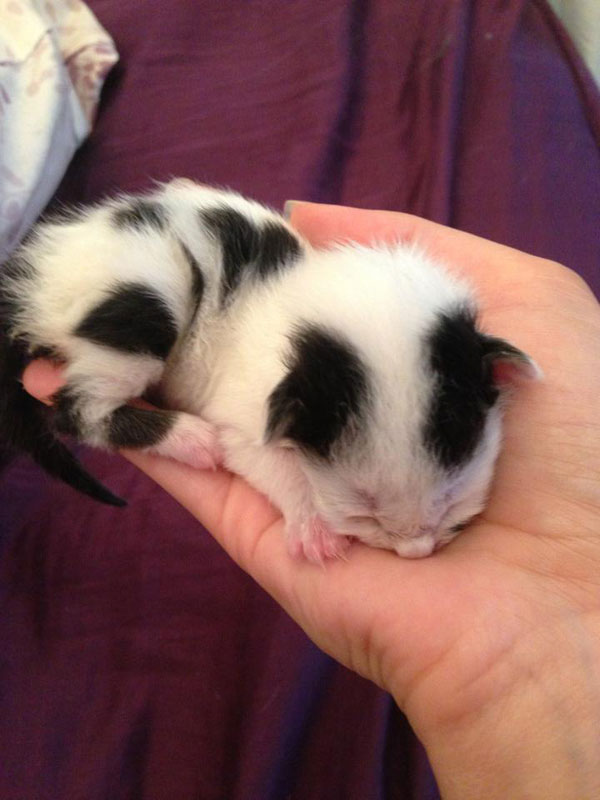 dog_rescues_kitten_02