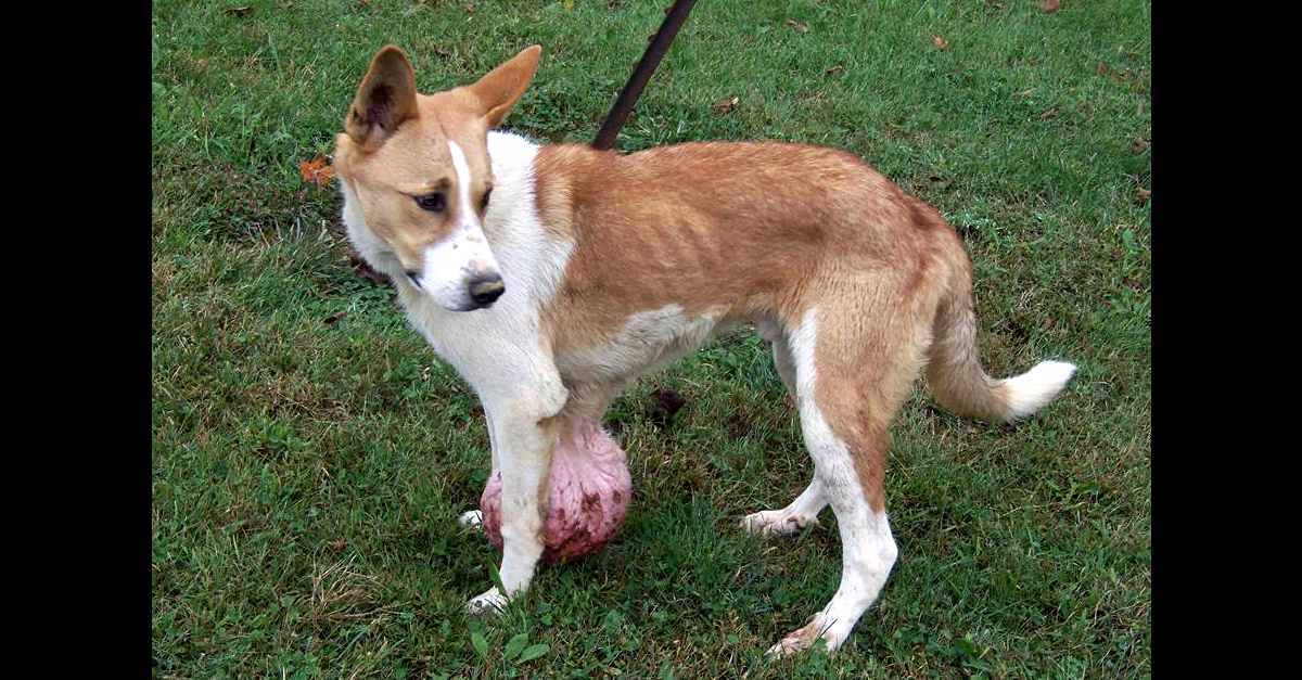 Dog With Large Tumor Is Saved LittleThings Com   Dog With Tumor 