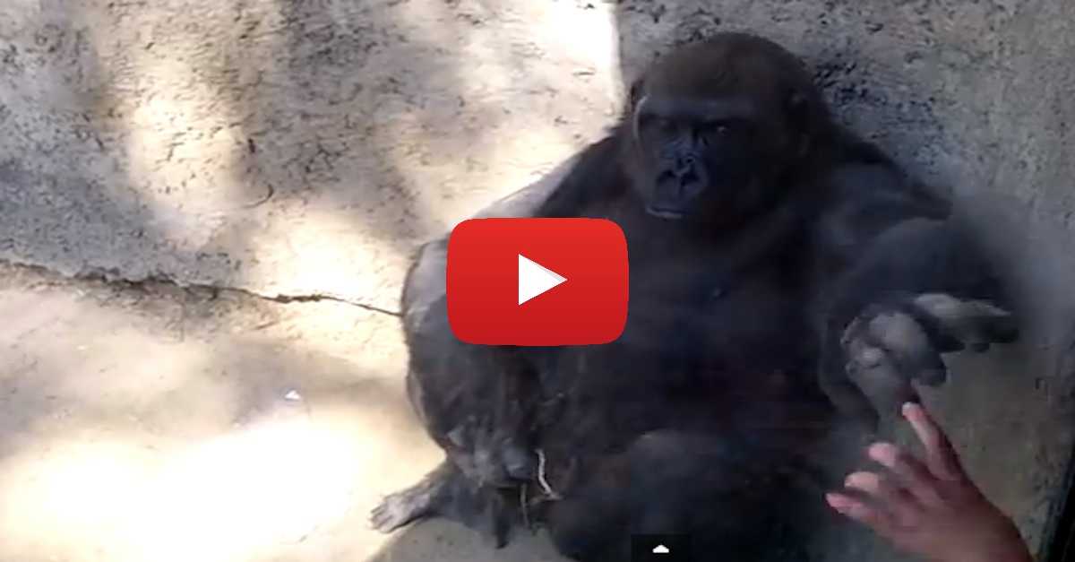 Here's PROOF Gorillas Are Incredibly Smart! I Can't Believe The Game He
