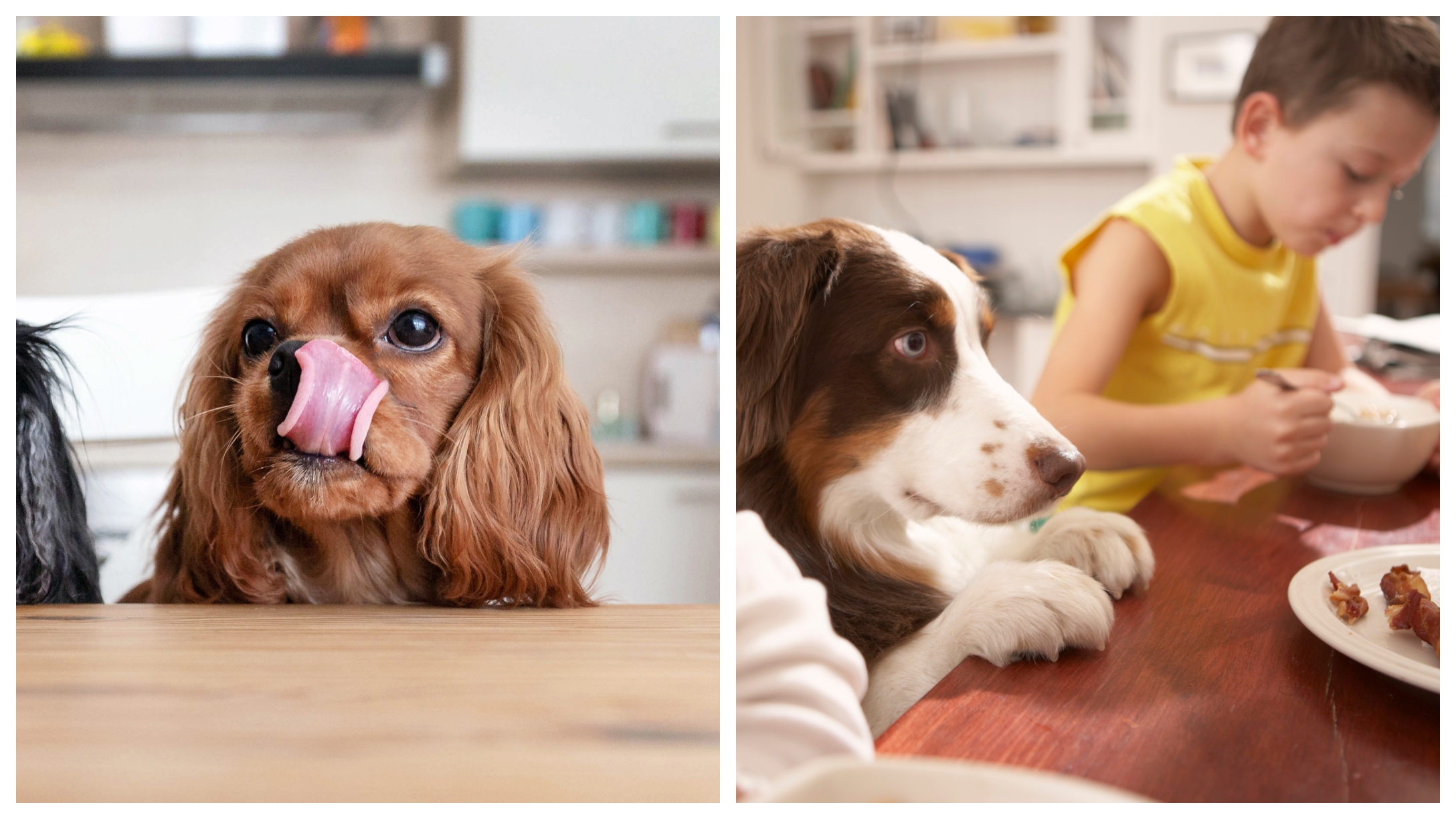 The Best FoodInspired Names For Your Pup