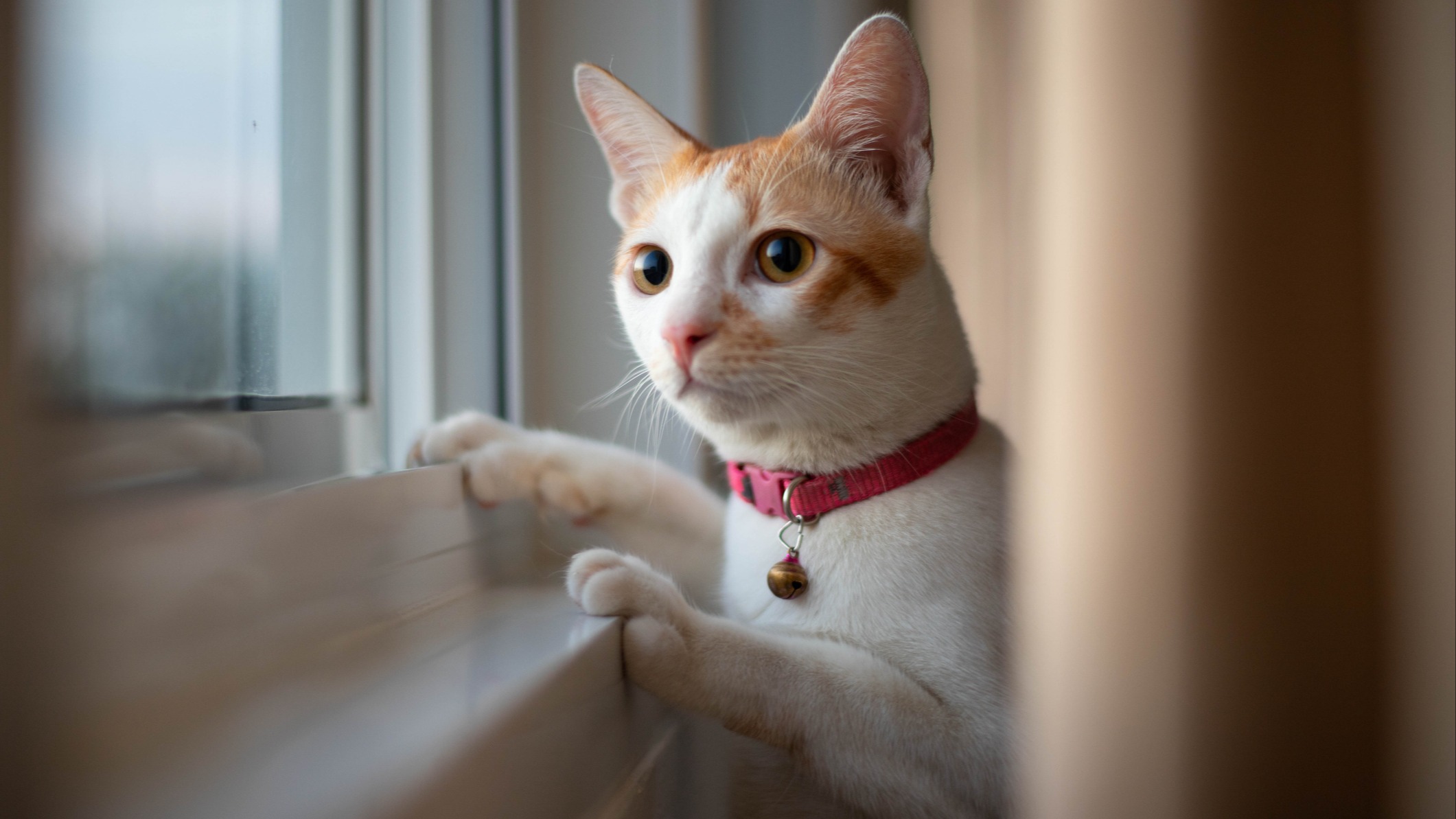 What are some common facial expressions and behaviors of cats that are  often misinterpreted, and how can understanding them lead to a better  relationship with feline pets? - Quora