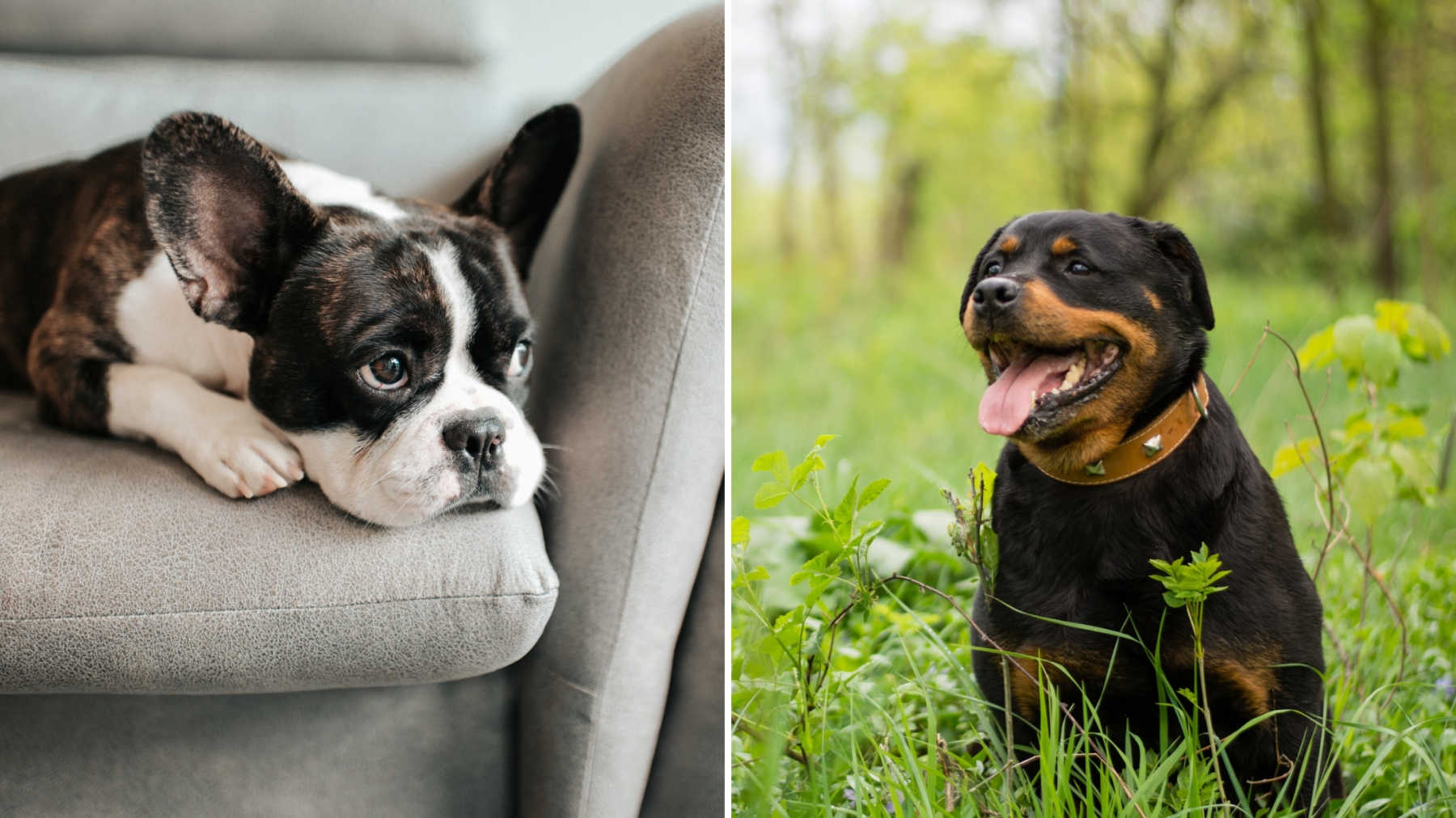 These Breeds Are Slated To Be The Most Popular Among Dog Owners In 2021