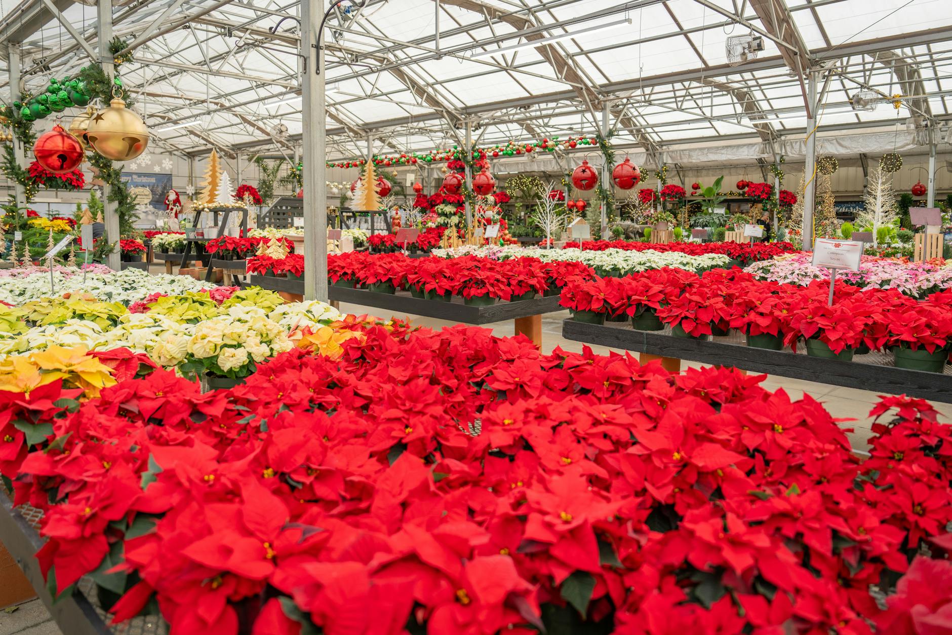 Photo by Mark Stebnicki