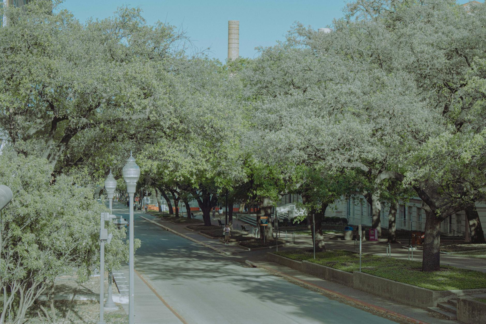 Peaceful urban scene featuring a tree-lined street with decorative lamp posts.