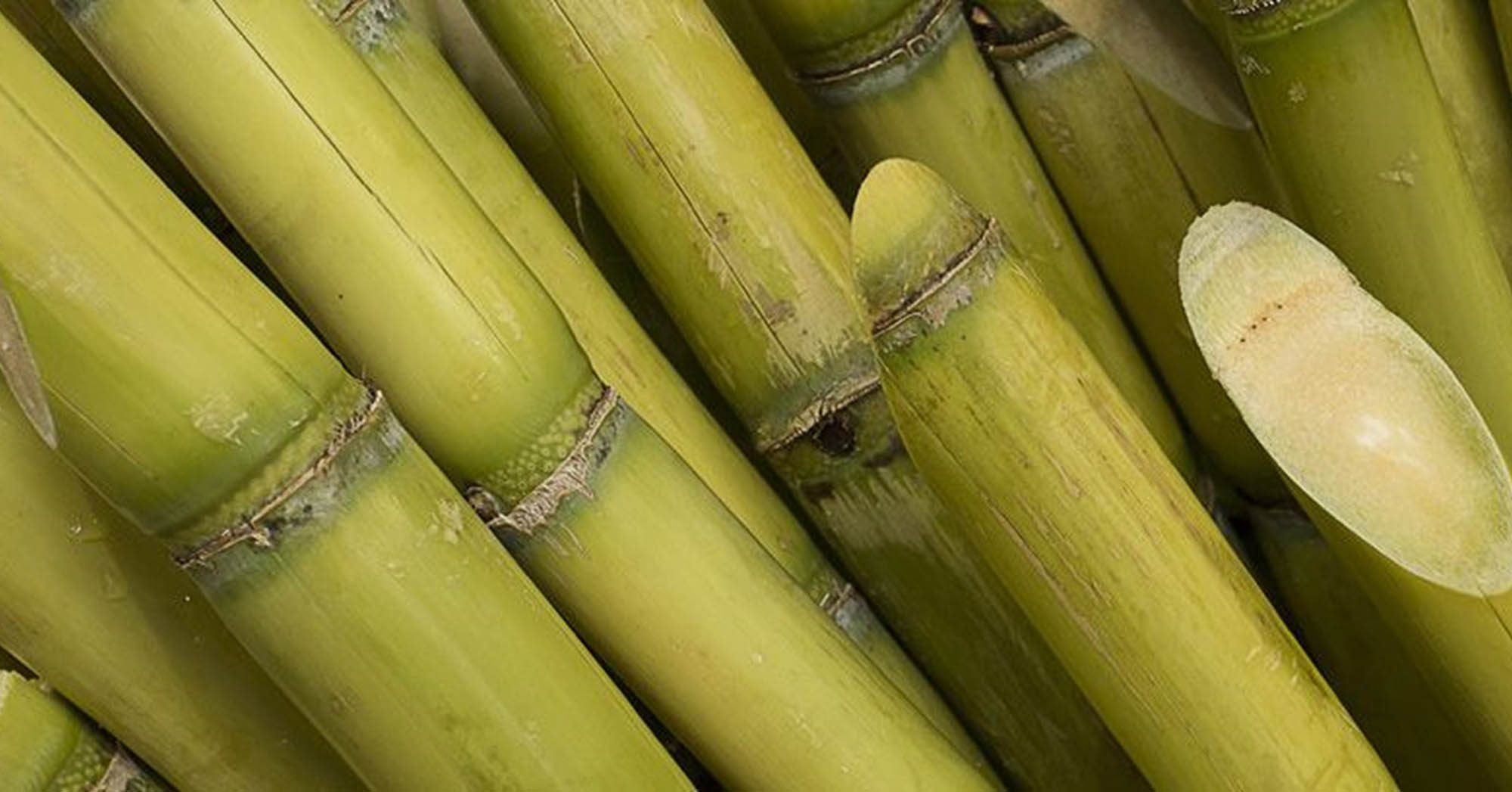 Sugarcane_Resized.jpg