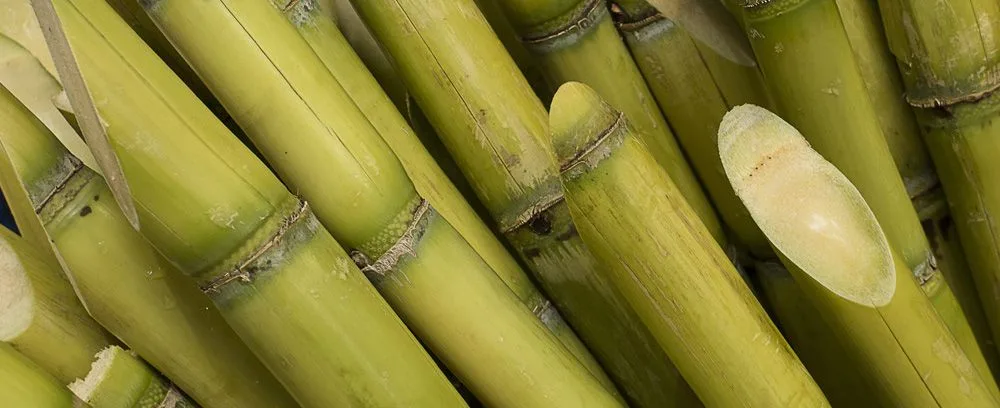 Image-sugar-cane_3.jpg