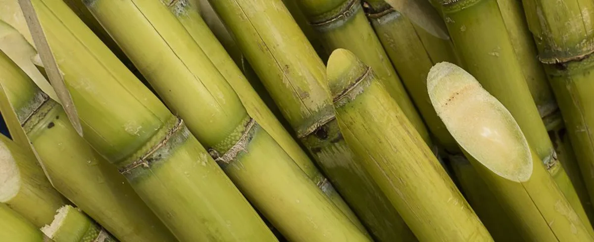 Image-sugar-cane_3.jpg