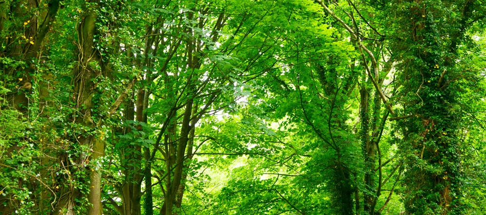 green-trees-forest-1000