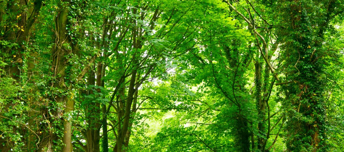 green-trees-forest-1000