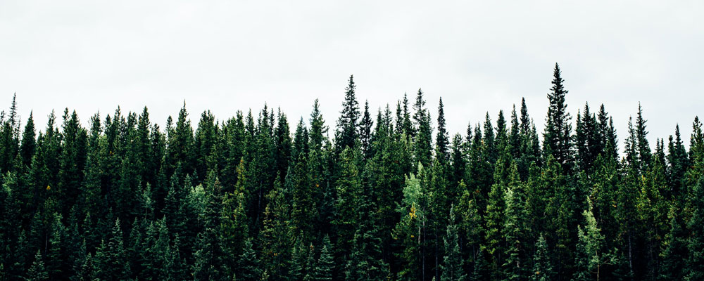 paper-industry-forest-tree-1000