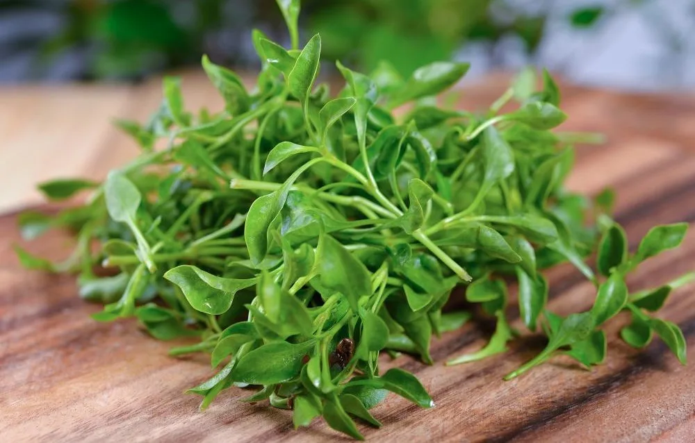 Watercress_amcor_packaging