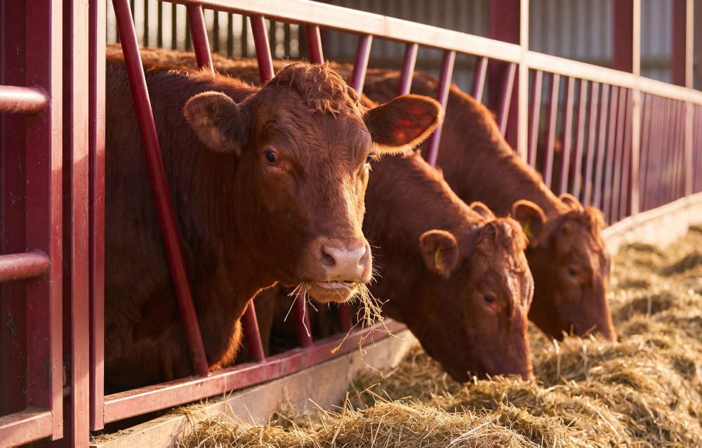 animal-feed-packaging