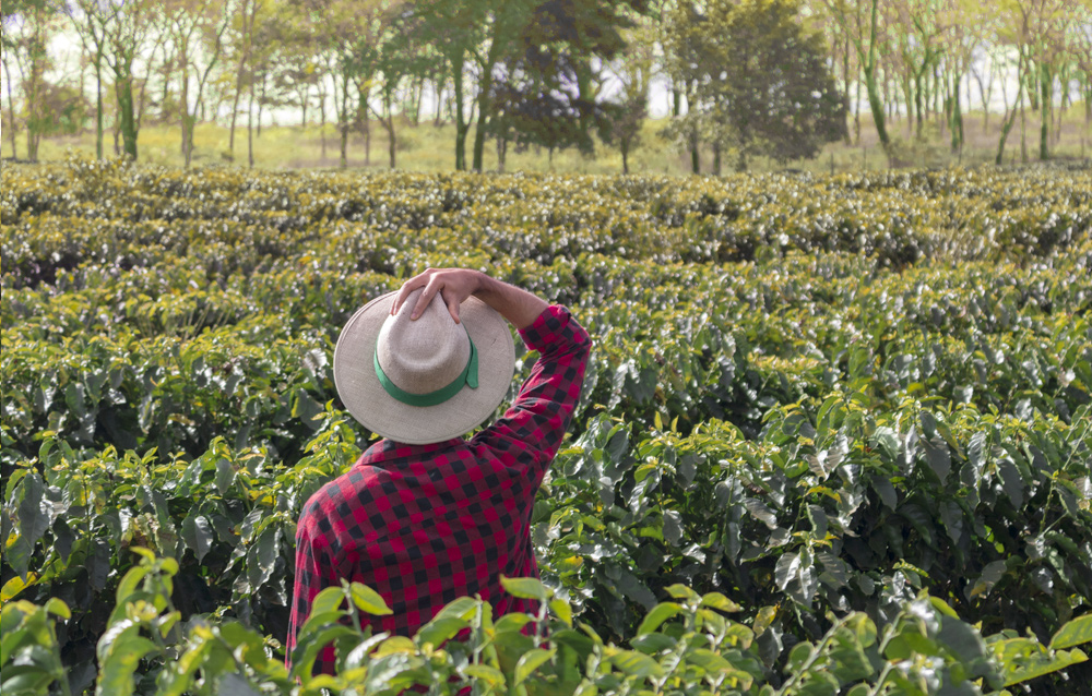 More sustainable coffee