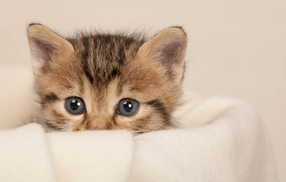 Pet care market trends and challenges