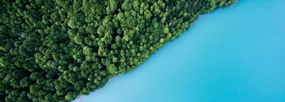 sea-forest-bird-1000