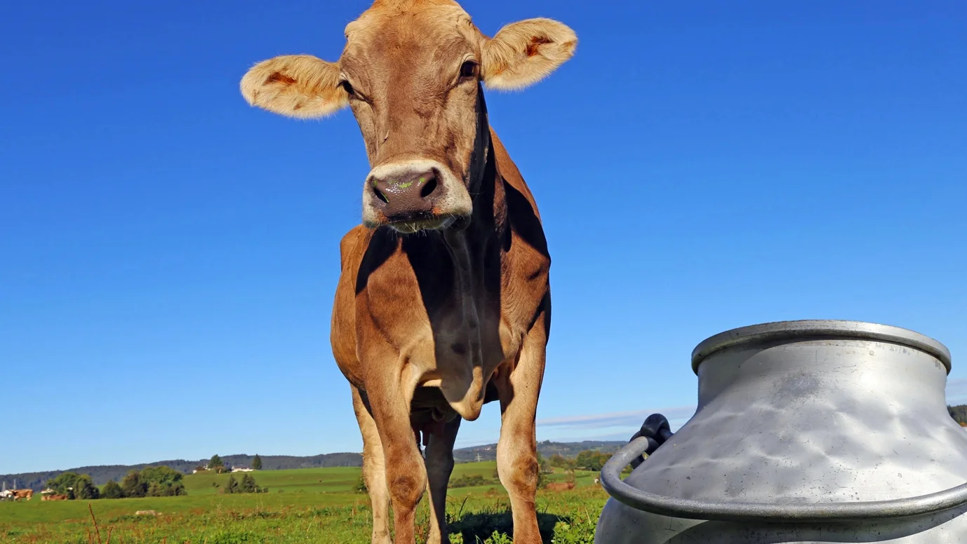 Sustainable dairy packaging trends