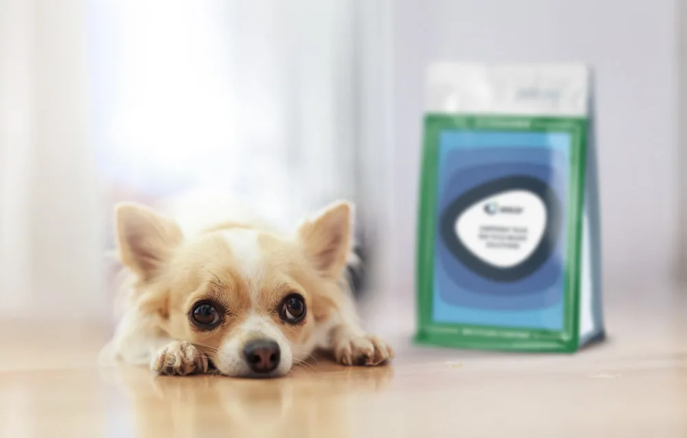 dog-and-SLB-INSIGHT-1000x638