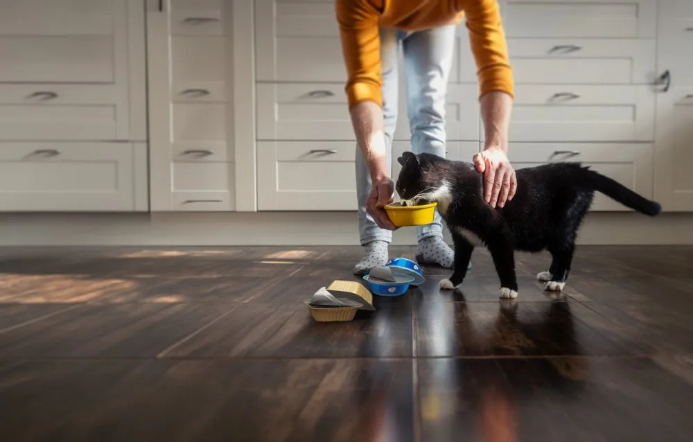 Cat feeding: packaging for cats and dogs