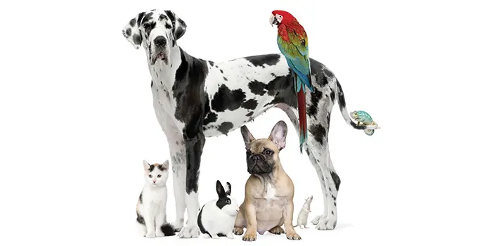 Cats, dogs, and other pets