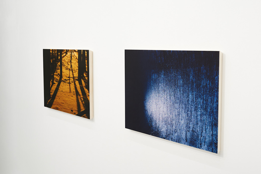 Warm forest (left) and Cold forest (right)