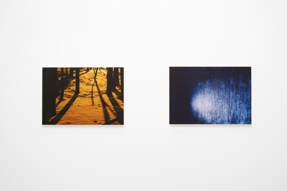 Warm Forest (left) and Cold forest (right)