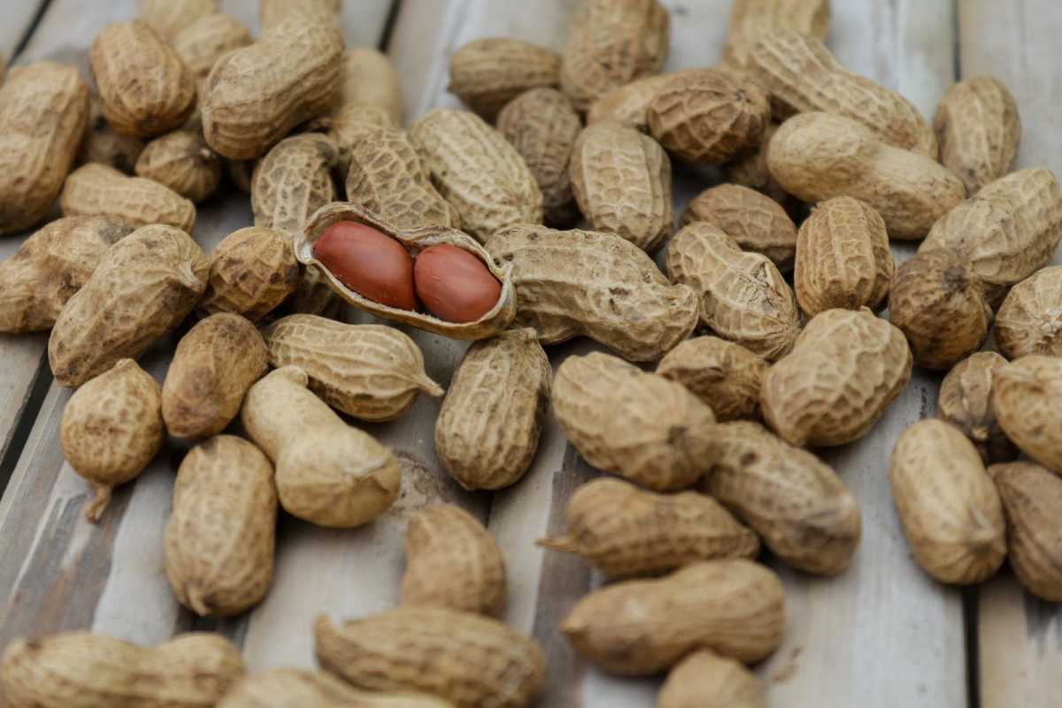 Peanut compound words Dutch - 