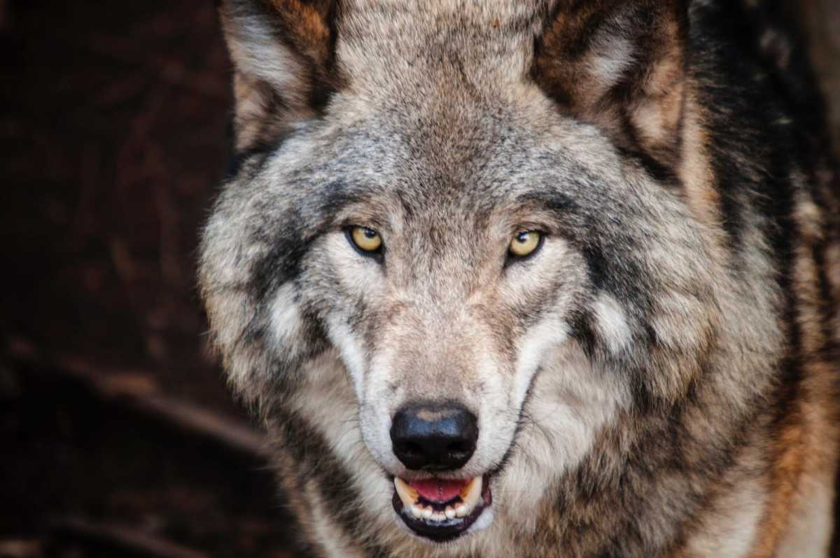 Geldwolf - 