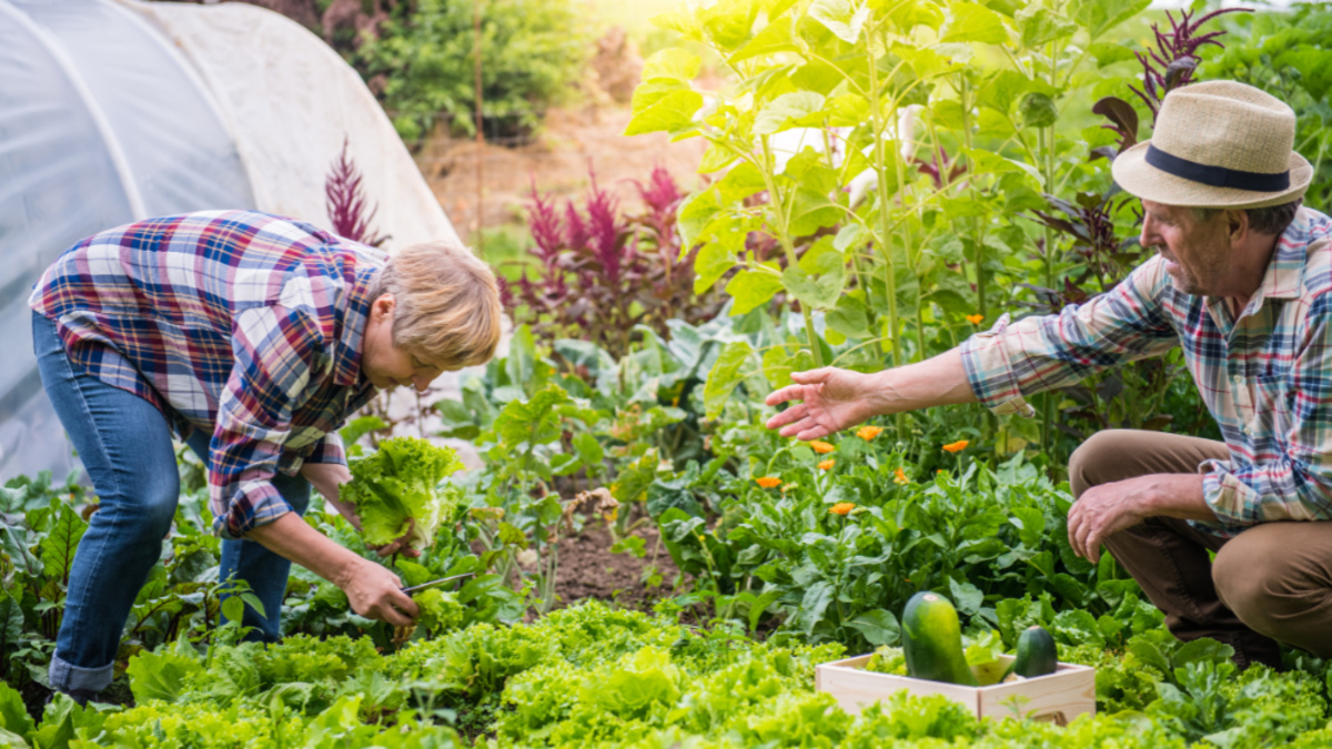 Want to Save Money on Groceries? Start a Garden