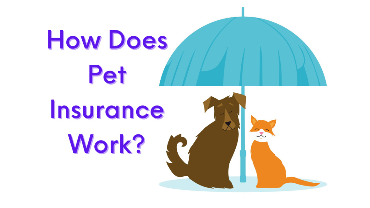 How Does Pet Insurance Work? Care for Your Best Friend