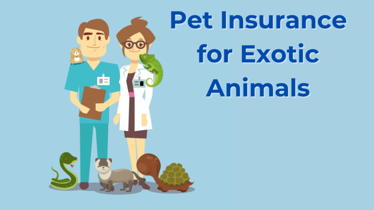 Pet Insurance For Exotic Animals
