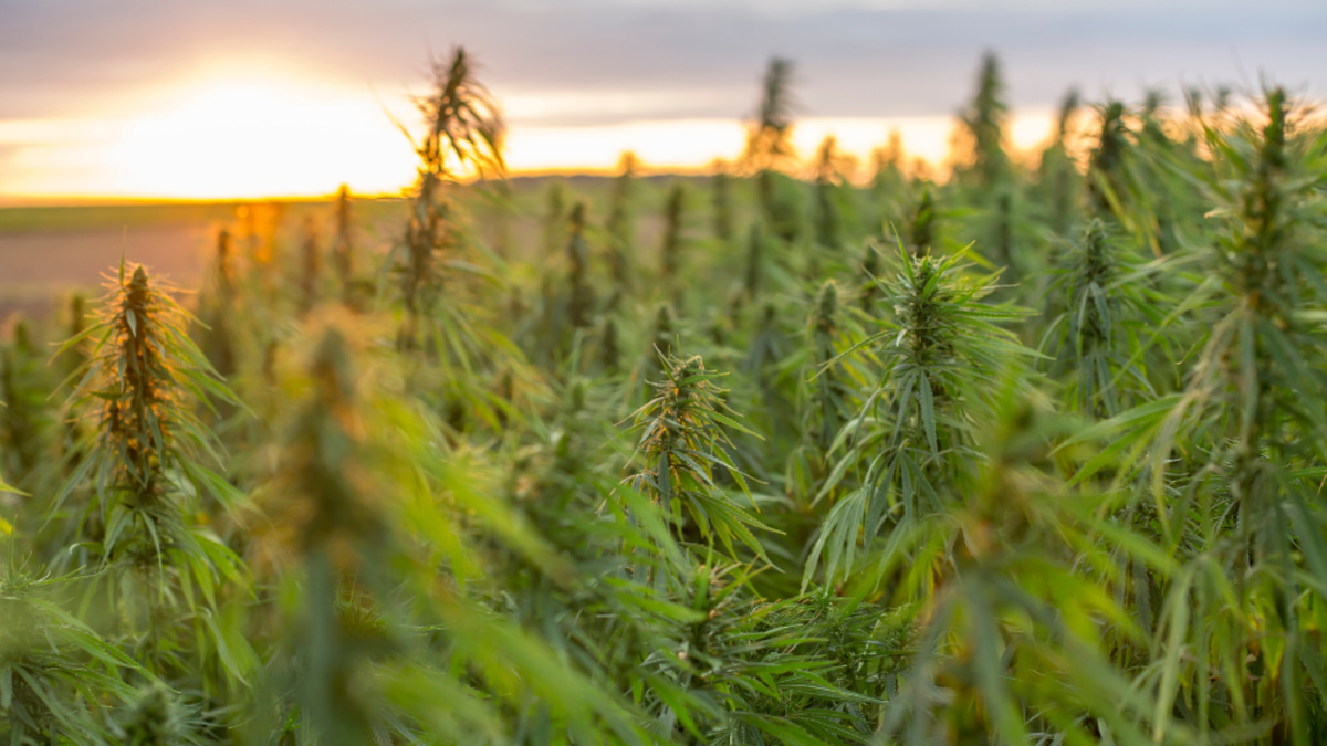 5 Marijuana Stocks to Consider Buying