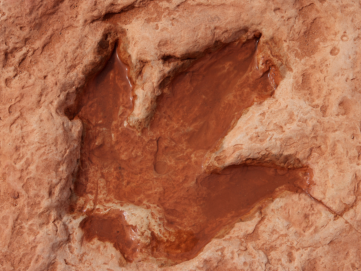 imprint of dinosaur foot in red rock 