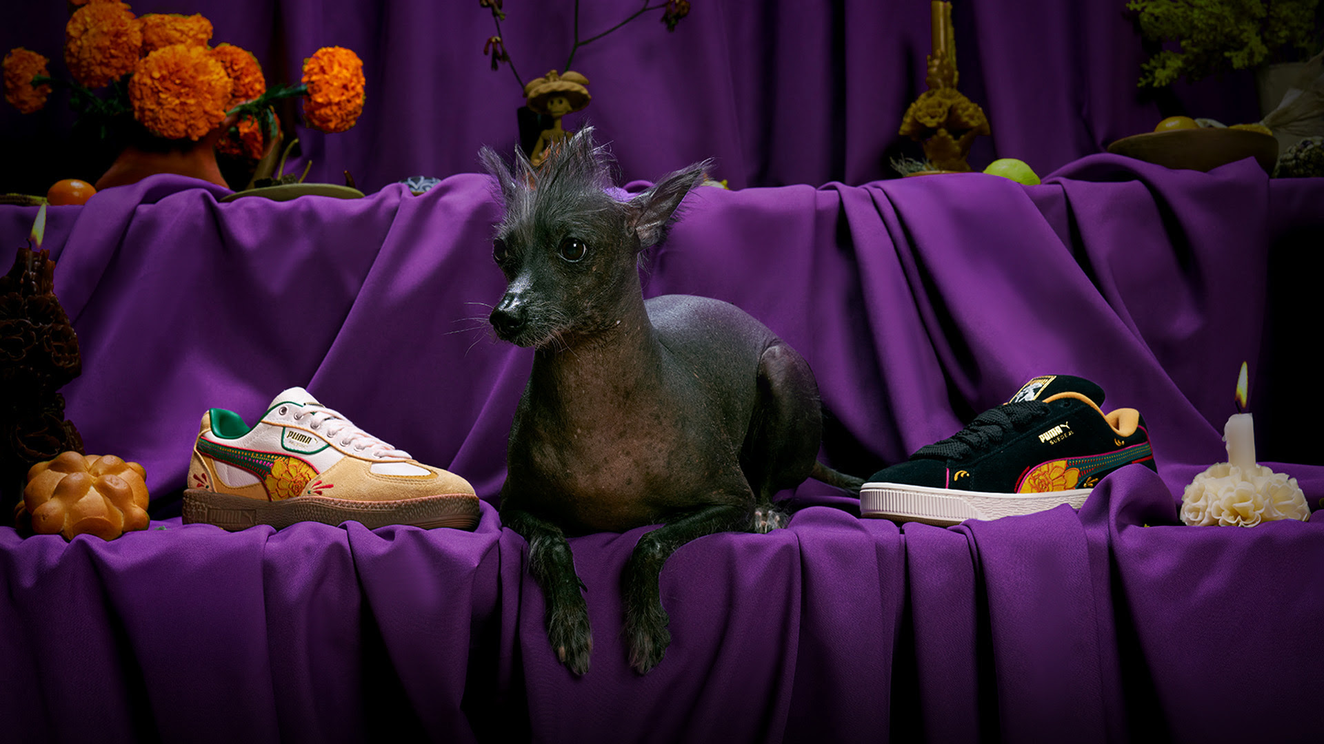 Featured image of post Día de Muertos de PUMA: De la ofrenda a la calle