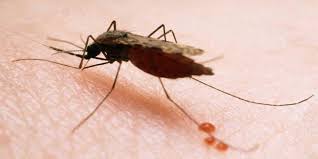 Featured image of post Malaria o Paludismo: la vigilancia molecular puede ayudar a combatir la enfermedad en México
