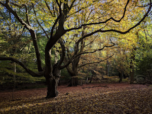 Epping tree (4:3)
