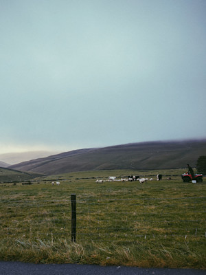 Yorkshire sheep herding (3:4)