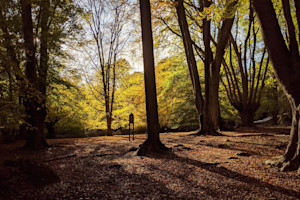Epping golden hour (3:2)