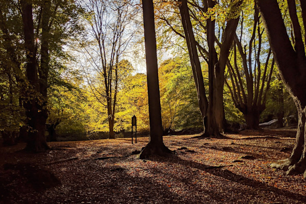 Epping golden hour (3:2)