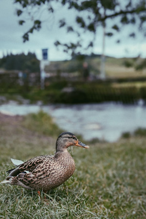 Yorkshire duck (2:3)
